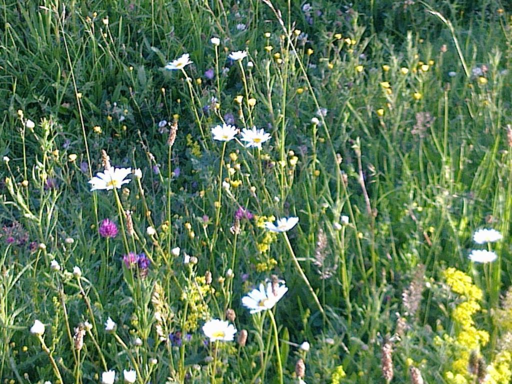 Temple Cloud Cameley Lodge - Self Catering מראה חיצוני תמונה
